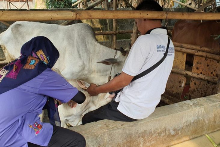 Pemkab Tangerang Siapkan 600 Dosis Vaksin PMK Tahap Kedua