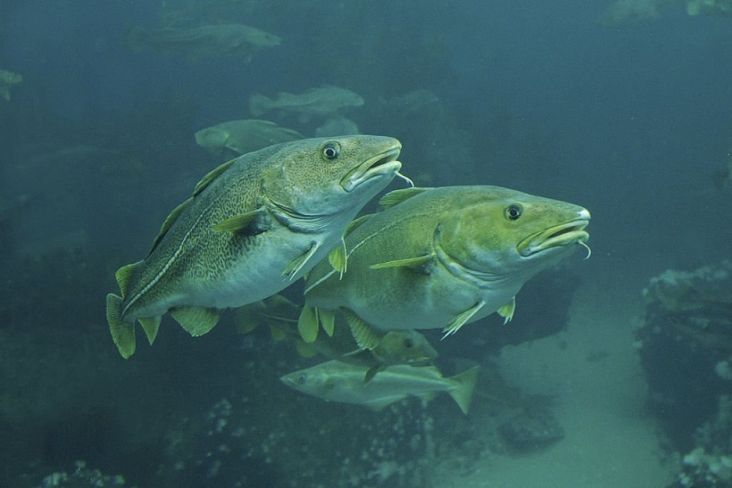 3 Jenis Ikan Air Laut yang Memiliki Kandungan Kolesterol Tinggi, Hindari!