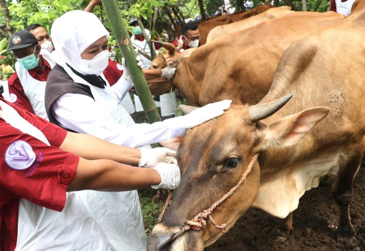 Vaksinasi PMK di Jawa Timur Capai 63 Persen