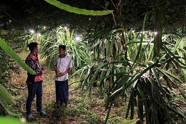 Terang Bohlam dari PLN Bikin Petani Buah Naga di Sinjai Raih Cuan Berlipat