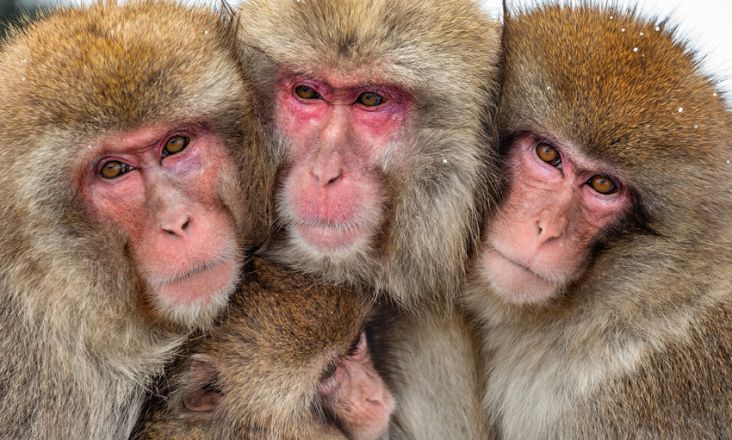 Bikin Keributan di Kota Yamaguchi, Gerombolan Monyet Jepang Dieksekusi