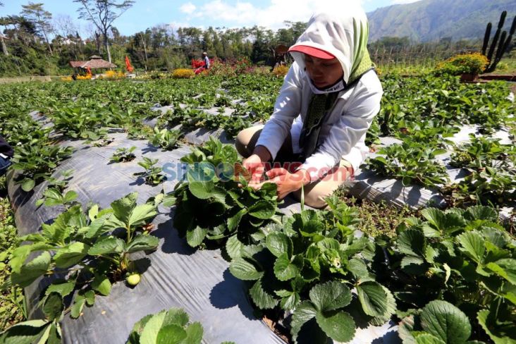 Pikat Milenial, Kementan Pacu Pengembangan Pertanian Menjadi Agroekowisata