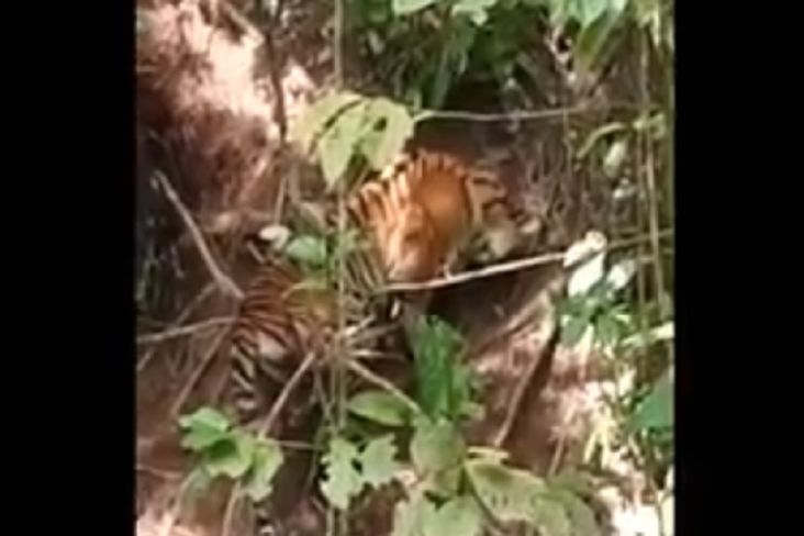 Memilukan! Harimau Betina Terperangkap Jerat Babi di Gayo Lues