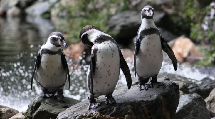 596 Penguin Mati Akibat Cuaca Ekstrem yang Melanda Brazil