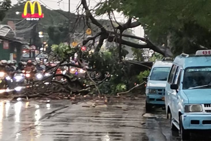 Hujan Deras, Pohon Tumbang Tutup Jalan Raya Bogor Arah Pasar Rebo