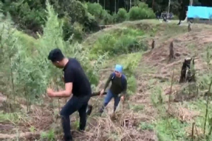 Geger! Polda DIY Temukan 7 Hektare Ladang Ganja Ditanami 70.000 Batang Pohon