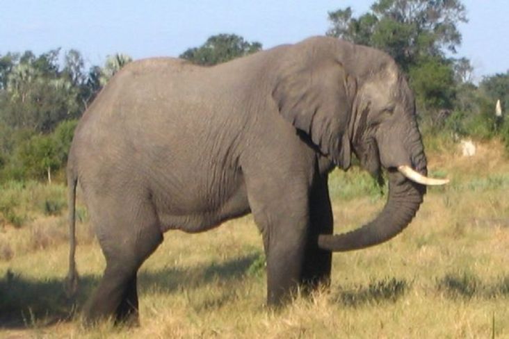 Syok! Belalai Gajah Masuk lewat Ventilasi Dapur Bikin Penghuni Rumah Gemetar