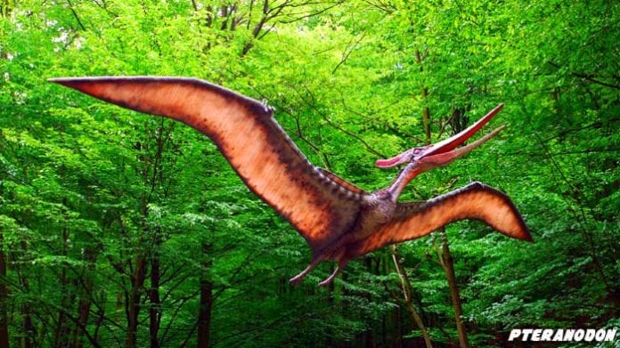 4 Dinosaurus Terbang yang Pernah Hidup di Bumi, Nomor 3 Ditemukan di Jerman