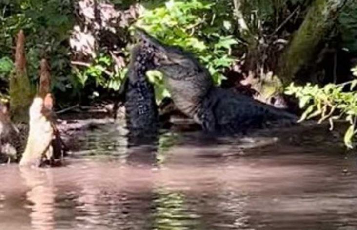 Aksi Kanibalisme Terekam Kamera, Aligator Menyantap Buaya