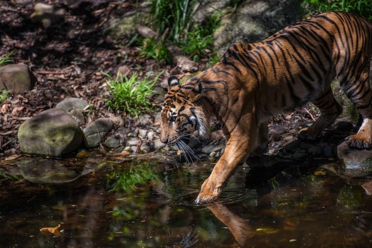Harimau Jawa Telah Lama Punah, Kemunculannya Dikaitkan dengan Prabu Siliwangi