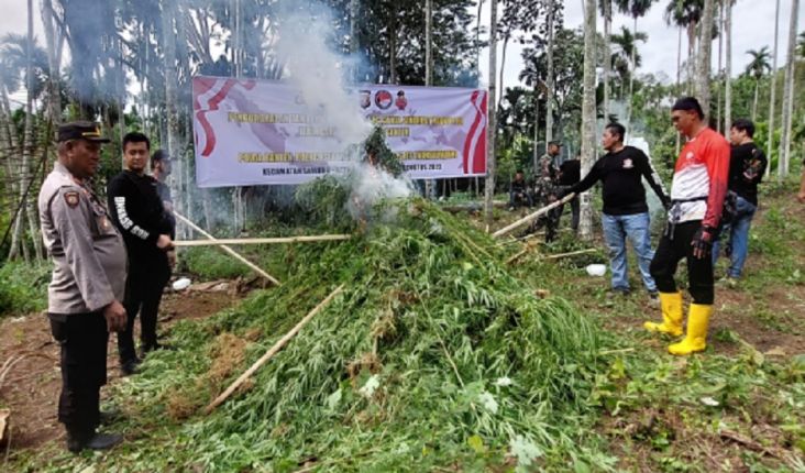Polda Banten Temukan 3 Hektare Ladang Ganja, 5 Tersangka Ditangkap