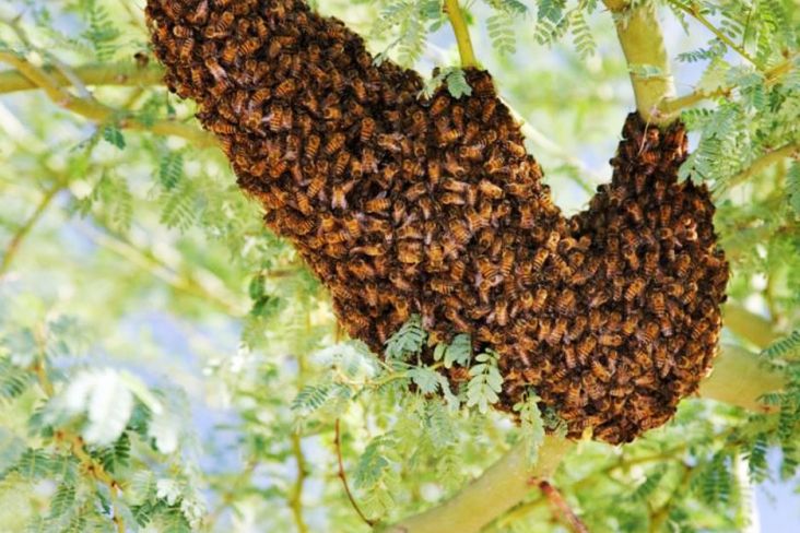 Horor, Pria AS Koma Setelah Disengat 20 Ribu dan Menelan 30 Lebah