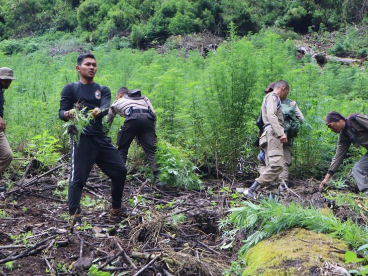 11 Haktare Ladang Ganja di Pegunungan Leuser Aceh Dimusnahkan