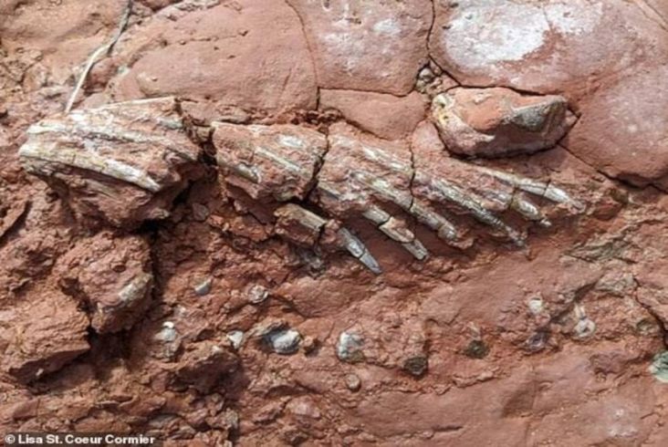 Fosil Nenek Moyang Dinosaurus Ditemukan dalam Keadaan Utuh