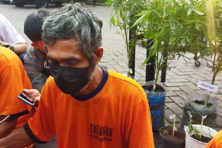 Ditangkap Polisi karena Miliki Tanaman Ganja, Prayitno Akui Tanam untuk Obati Tetangganya
