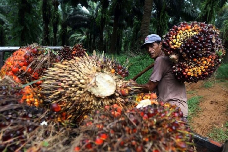 Kekurangan Pekerja, Industri Sawit Malaysia Terancam Tekor Rp6,5 Triliun