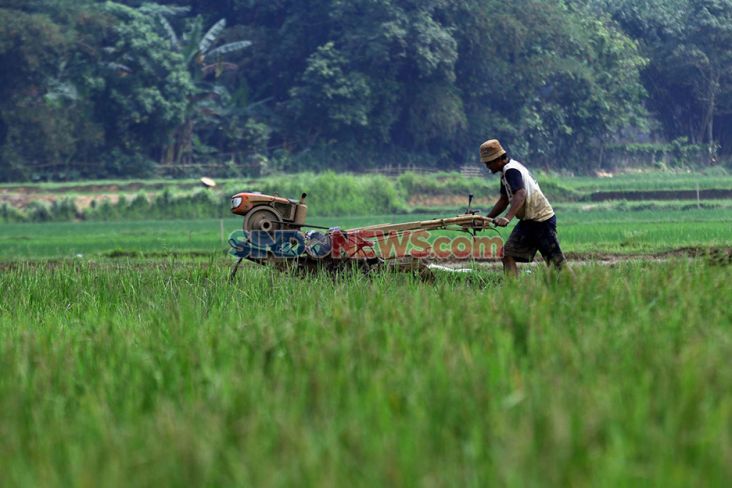 Indonesia dan IRRI Matangkan Pengembangan Padi Kaya Vitamin A