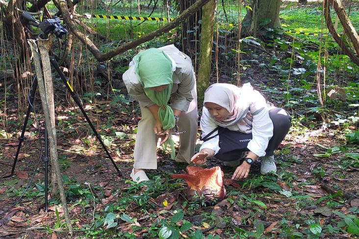 Sejarah! Bunga Rafflesia Arnoldi Tumbuh di Kebun Raya Bogor