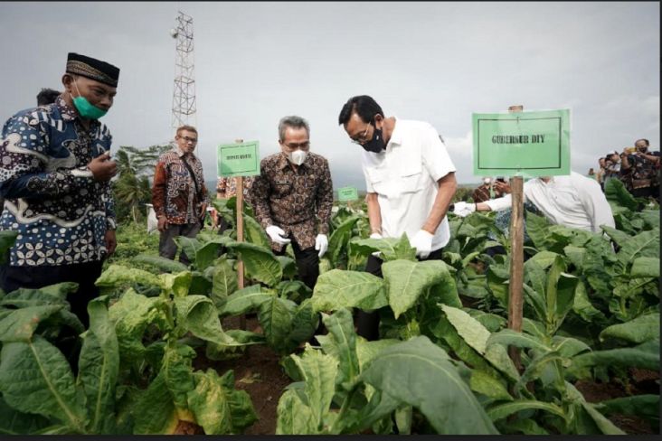 Gubernur DIY Sri Sultan HB X Panen Perdana 40 Hektare Tanaman Tembakau Bahan Cerutu