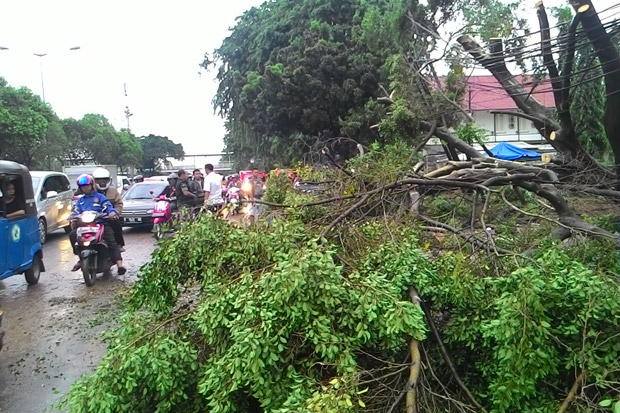 Pohon Tumbang Timpa Rumah di Jagakarsa, 2 Orang Terluka