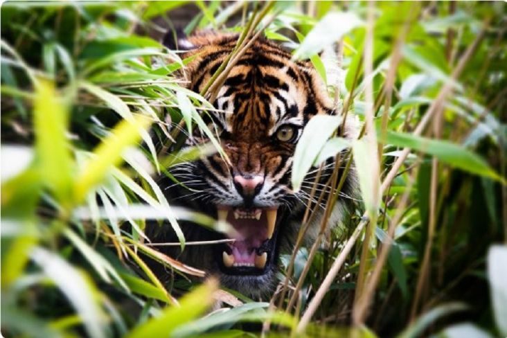 Heboh! 2 Harimau Masuk Kebun Singkong, Warga Lampung Utara Resah