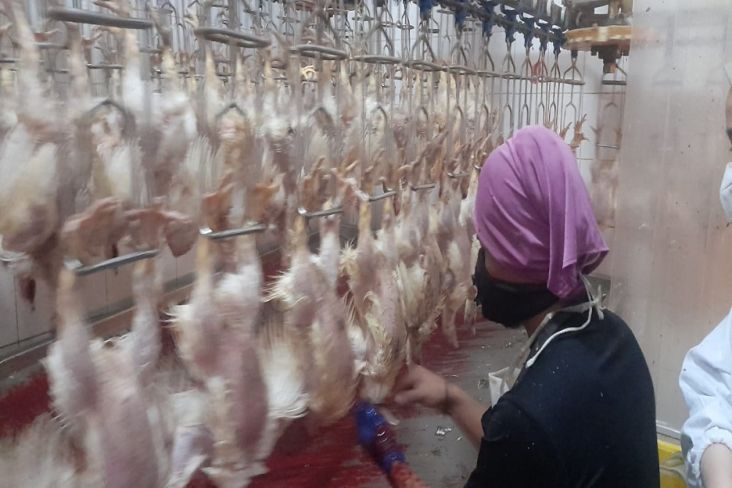 Produksi Ayam Potong Diproyeksi Surplus, KBI Sarankan Pengusaha Manfaatkan Resi Gudang