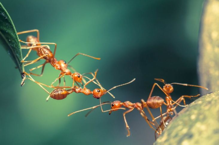 Terungkap, Jumlah Populasi Semut di Muka Bumi Mencapai 20 Kuadriliun