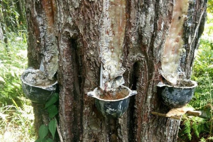 Banyak Kendala, Pemanfaatan Getah Pinus Tak Sebesar Potensi