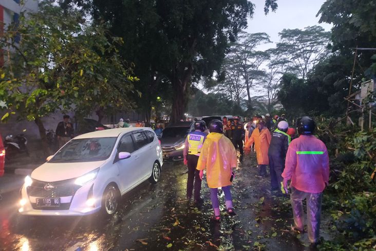 Hujan Lebat, Pohon Tumbang di Jalan Paledang Bogor Timpa Pemotor