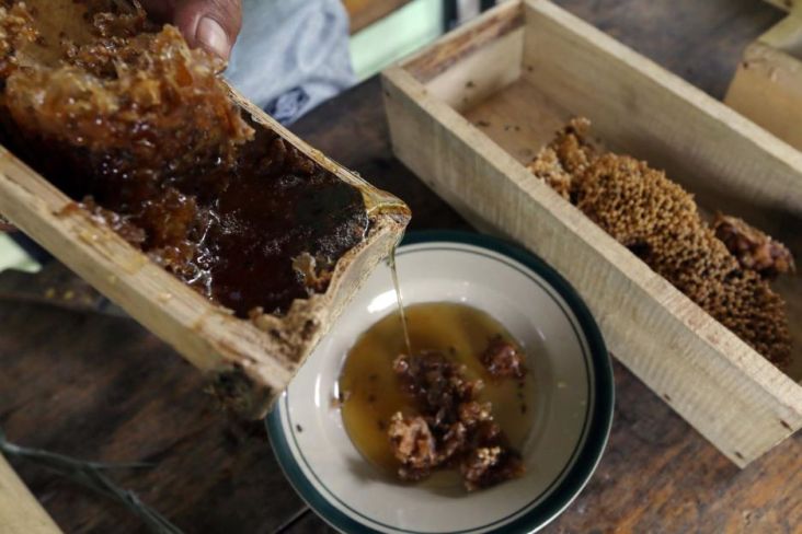 Majukan Industri Madu di Purwokerto, PNM Gandeng Unsoed Gelar Pelatihan Budidaya Lebah