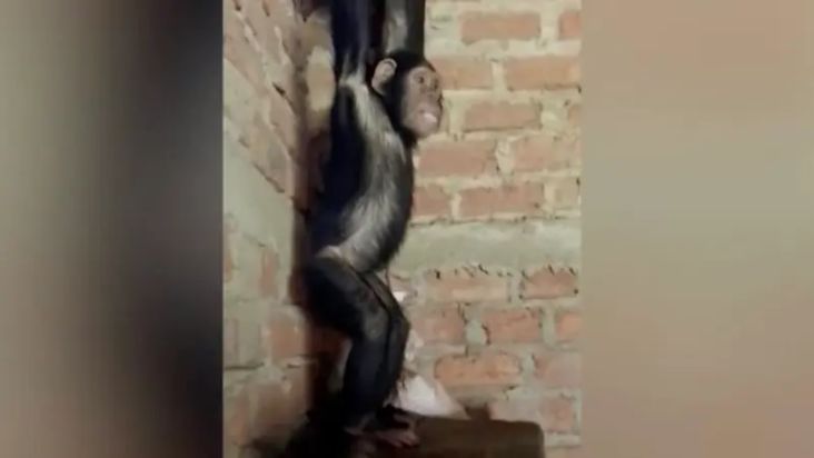 Penculik Simpanse Tuntut Uang Tebusan Fantastis, Lihat Video Kirimannya