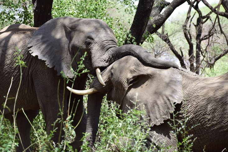 Cara Gajah Kawin, Betina Akan Menuntun Jantan Menuju Klimaks