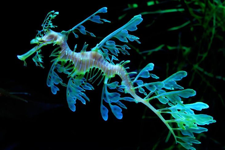 5 Hewan Laut Paling Aneh yang Pernah Ditemukan, Nomor 3 Tidak Bisa Berenang di Laut