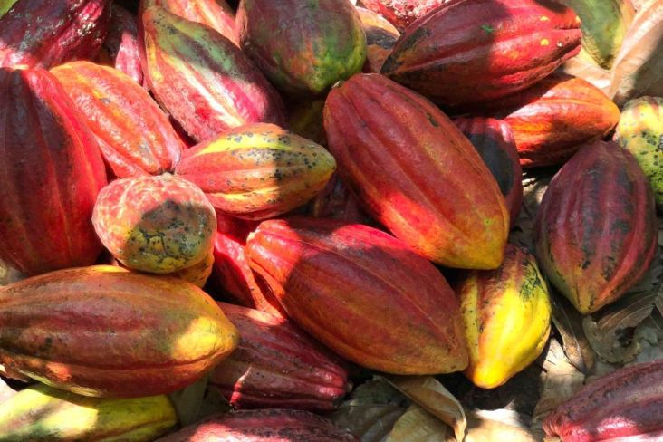 Mengembalikan Kejayaan Daerah Penghasil Kakao Terbesar di Indonesia