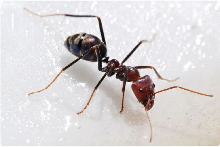 Profesor IPB Ungkap Peran Luar Biasa Semut Pada Teknologi Juga Pengobatan