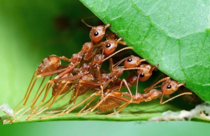 Bisa Kuasai Dunia, Populasi Semut Capai 20.000 Triliun