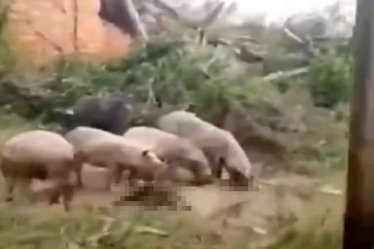 Horor, Tubuh yang Diduga Kapten Militer Rusia Dilahap Kawanan Babi di Ukraina