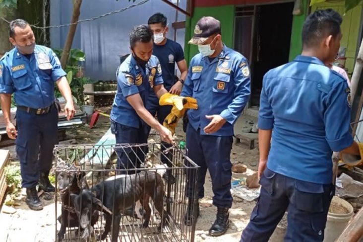 Seminggu Tak Diberi Makan, Anjing di Perumahan Tangerang Serang Anak 13 Tahun