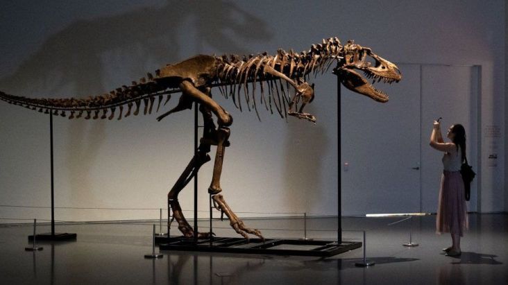 Fosil Dinosaurus T-Rex Siap Dilelang November Mendatang