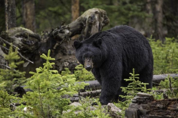 Bukti-bukti Beruang Bukan Karnivora Berhasil Dikumpulkan