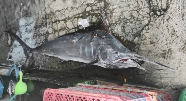 Tragis! Leher Ditembus Ikan Marlin, Nelayan Situbondo Tewas di Atas Perahu