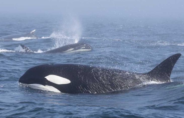 Tawuran Massal di Lautan, 15 Orca Keroyok 2 Paus Bungkuk Betina