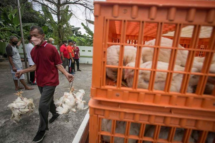 Indonesia Selamatkan Singapura dari Krisis Ayam