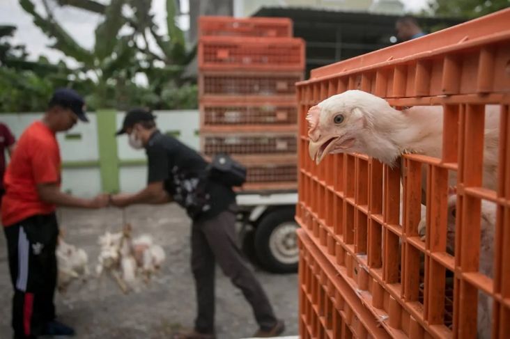 Indonesia Jadi Penyelamat Singapura dari Krisis Ayam