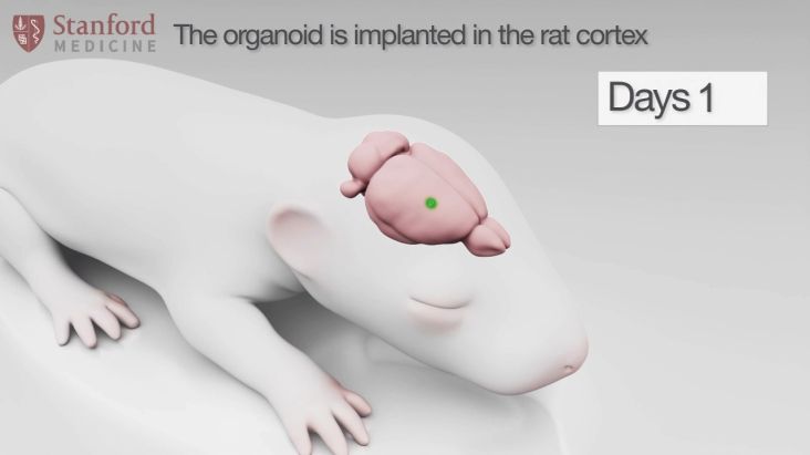 Ngeri, Otak Hibrida Ini Diprediksi Bisa Bikin Tikus Berpikir Layaknya Manusia
