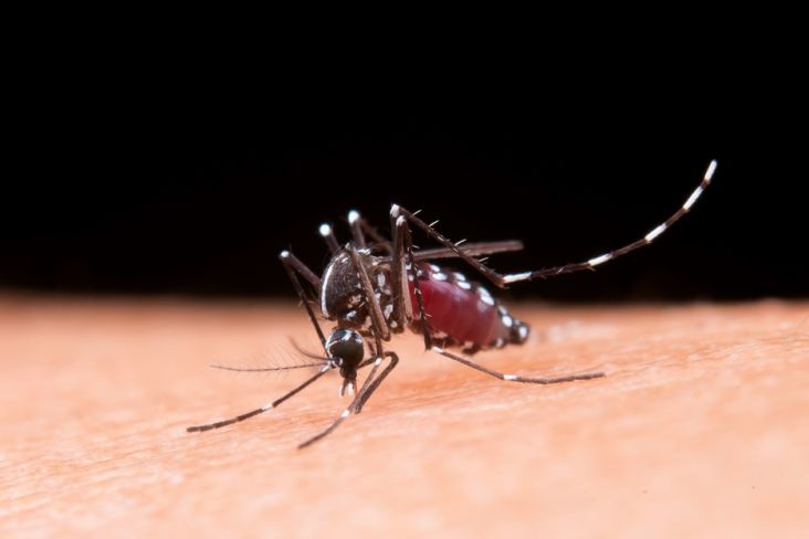 Bau Badan Tertentu Pengaruhi Nyamuk untuk Menggigit Manusia