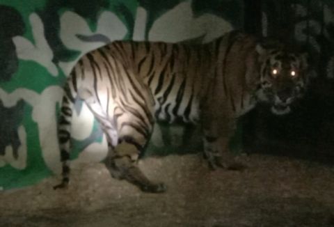 Harimau Masuk Barak Bikin Pekerja Berhamburan, Serang Mandor