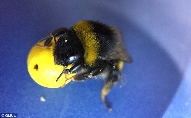Ilmuwan Ungkap Kebiasaan Lebah yang Suka Bermain Bola