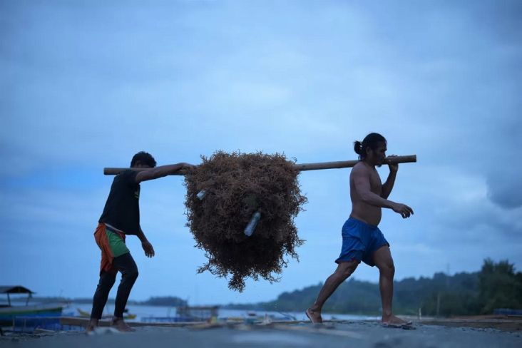 Menuju Champion Dunia, KKP Ajak Investor Garap Industri Rumput Laut