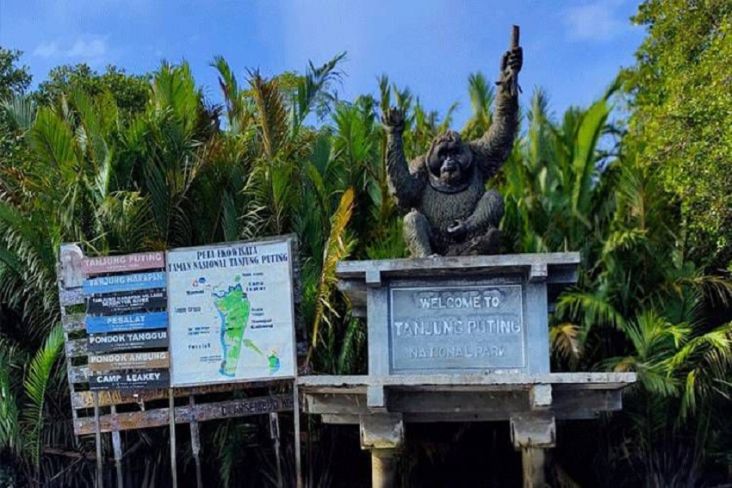 Patung Orangutan Raksasa Bakal Dibangun di Pusat Kota Pangkalan Bun